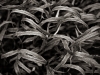 In the Weeds