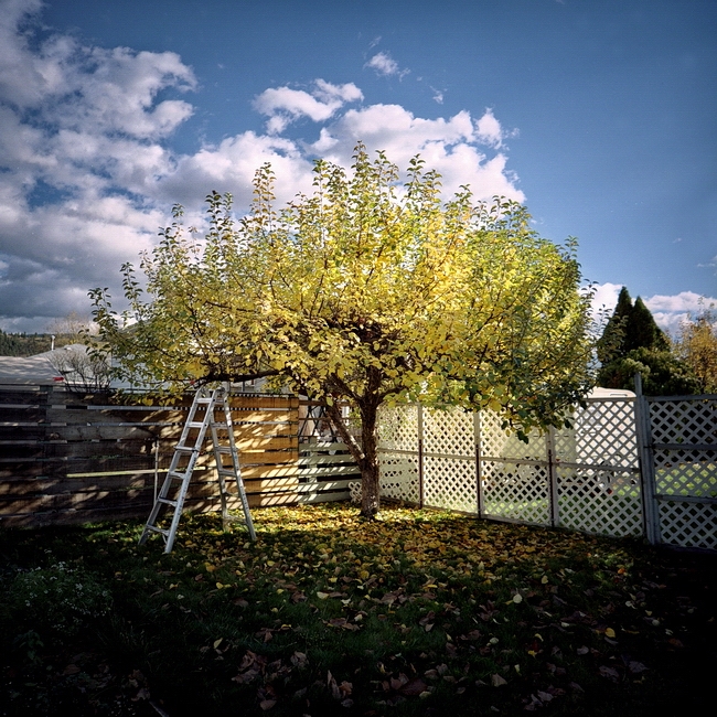Apple tree, Penticton, B.C. (Camera: Lomo LC-A 120; Film: Lomography 400)
